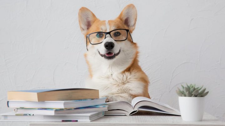 Doggy IQ Tests: Could Your Dog Be a Genius?