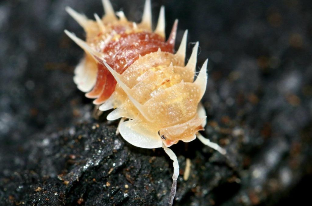 Cute, Crawly, and Available: Isopods Seeking Owners